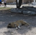 Dog snoozing amongst the ruins